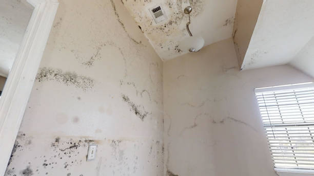 Best Asbestos and Lead Testing During Mold Inspection  in Centerville, IA