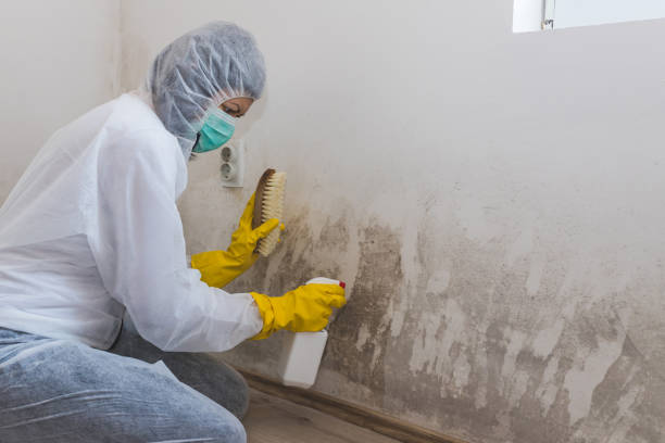 Best Post-Construction Mold Inspection  in Centerville, IA