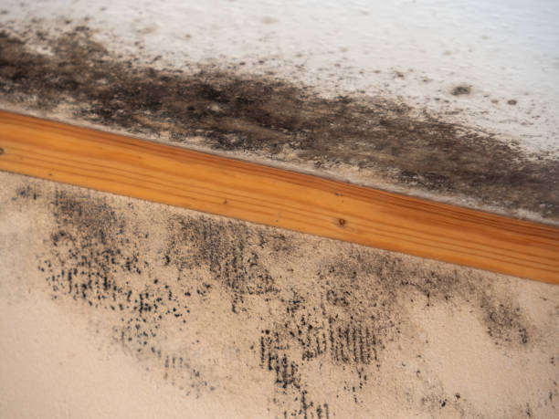 Best Mold Odor Removal Services  in Centerville, IA