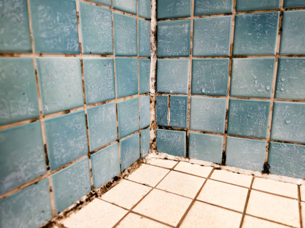 Best Mold Damage Restoration  in Centerville, IA