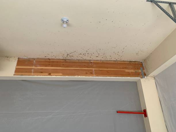 Best Industrial Mold Remediation  in Centerville, IA