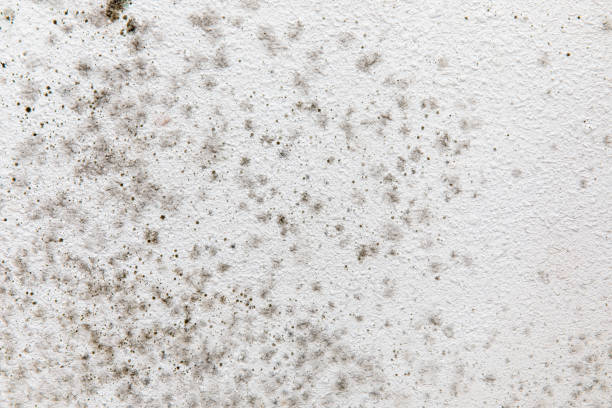 Best Emergency Mold Remediation  in Centerville, IA