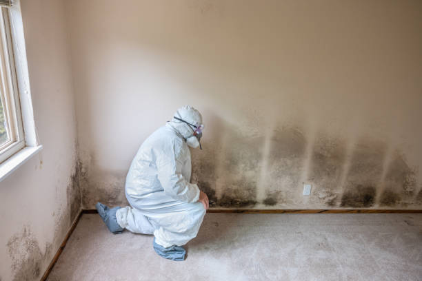 Trusted Centerville, IA Mold Removal Experts