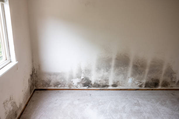Mold Odor Removal Services in Centerville, IA