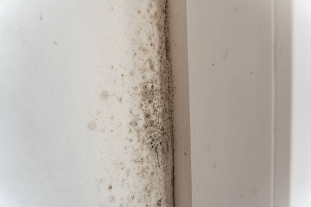 Best Attic Mold Removal  in Centerville, IA